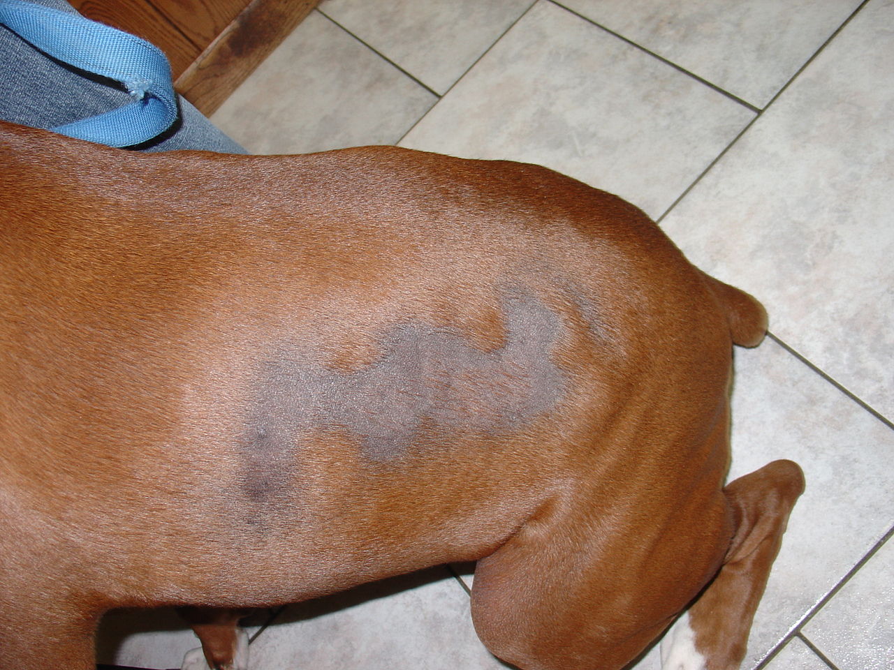 dog shedding