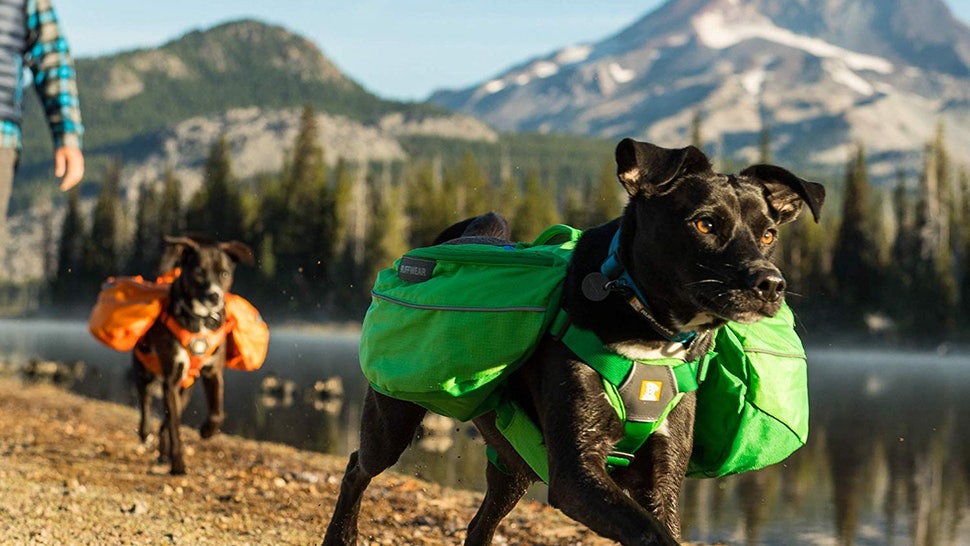 dog backpack