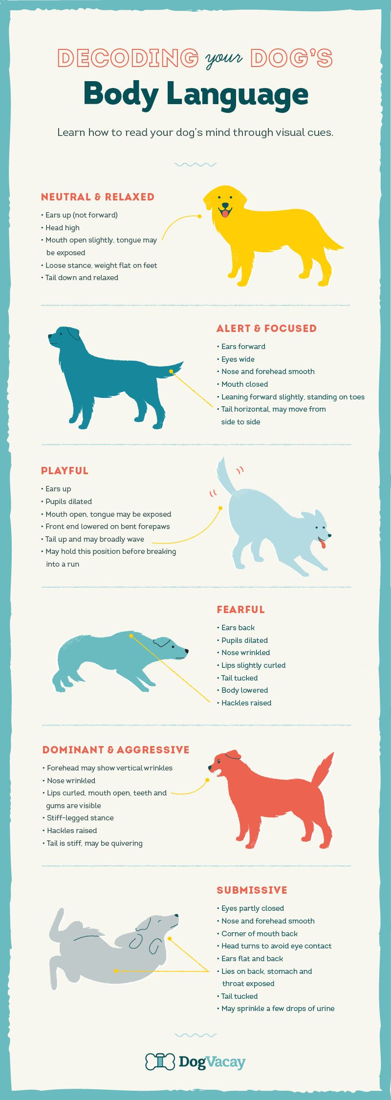 dog body language