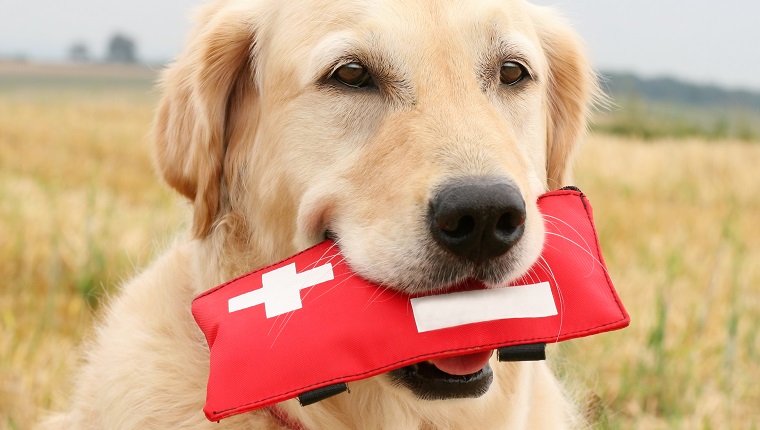 dog first aid
