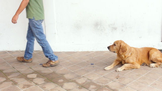dog training
