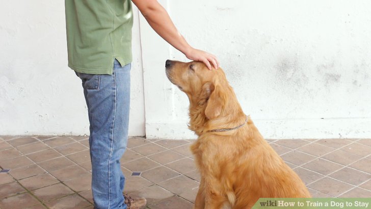 dog training