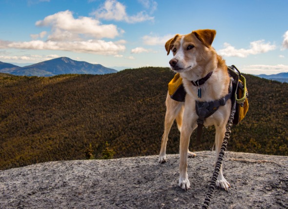 hiking with dog