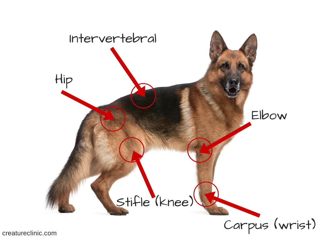 dog joints