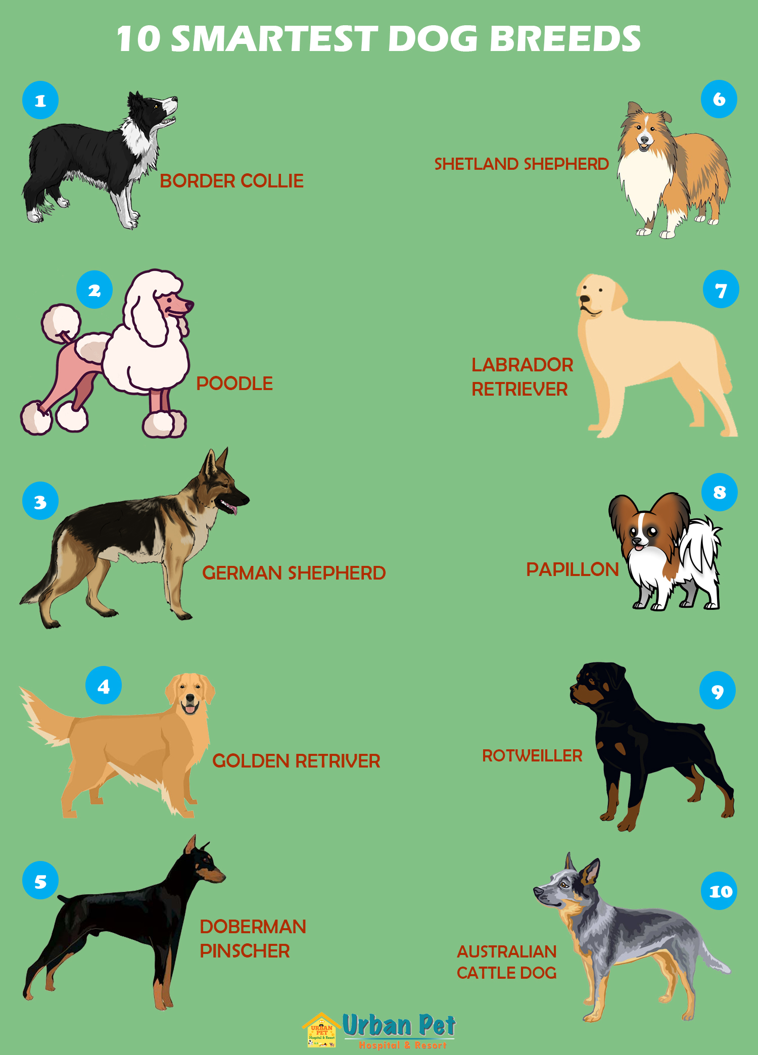 Pet News & Articles Urban Pet Hospital Blog 10 Smartest Dog Breeds