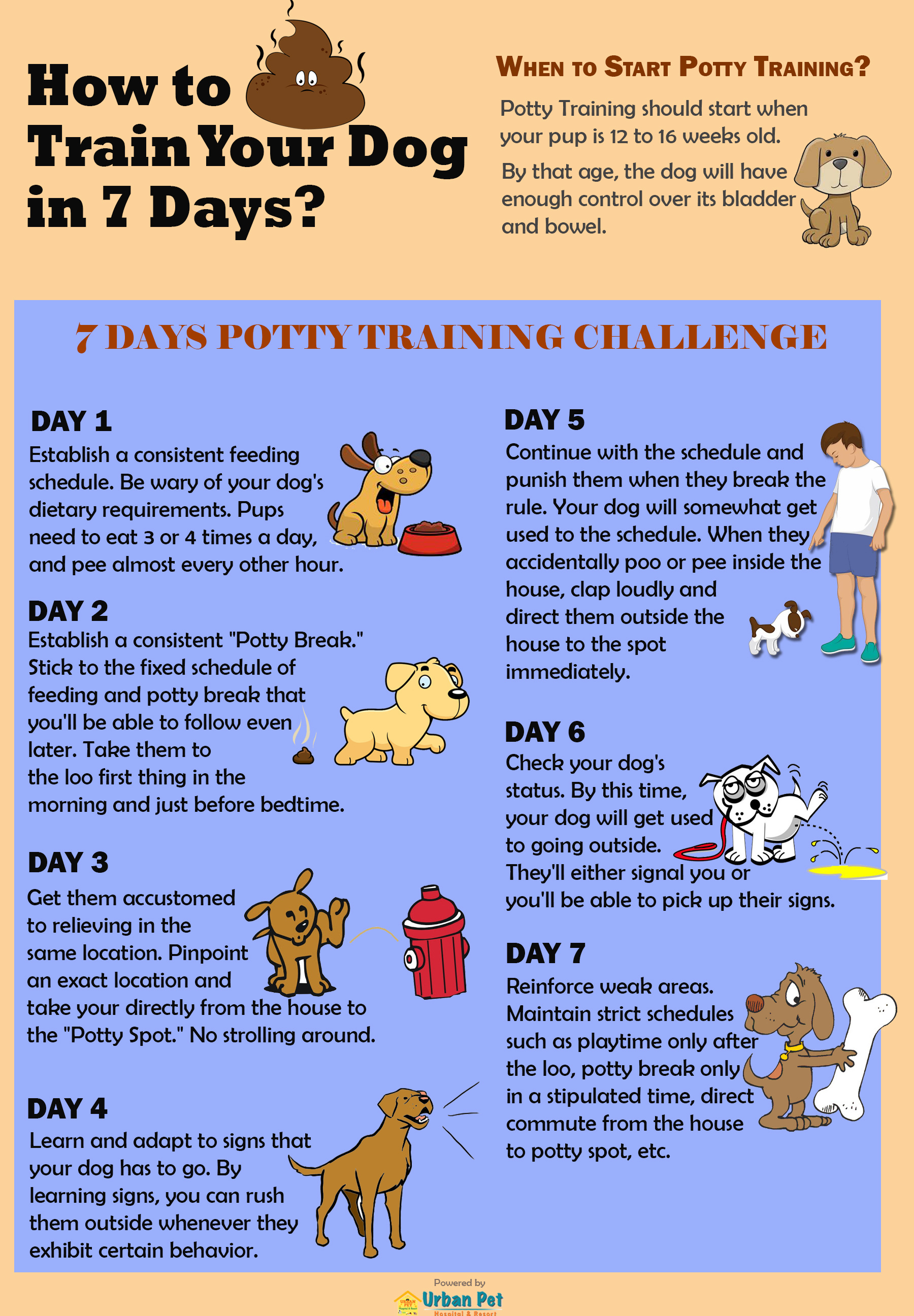 regression in potty training puppy