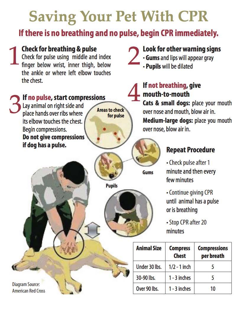Pet News & Articles | Urban Pet Hospital Blog | How to Perform CPR on Dogs?