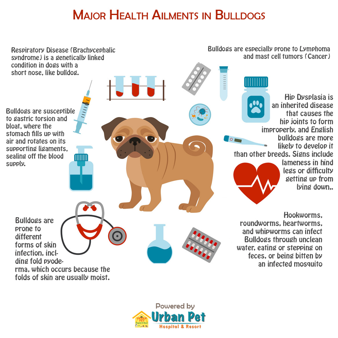 bulldog health ailments