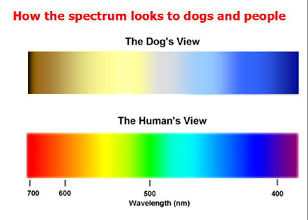 dogs color spectrum