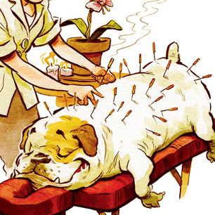 pet-shop